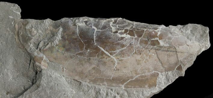 Rare Devonian Phyllocarid (Rhinocaris) - Ohio #44391